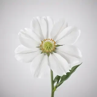 white background flower