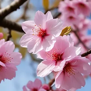 sakura flower