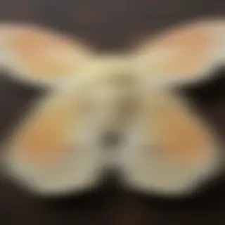 silk moth