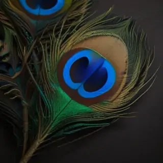 peacock feather png