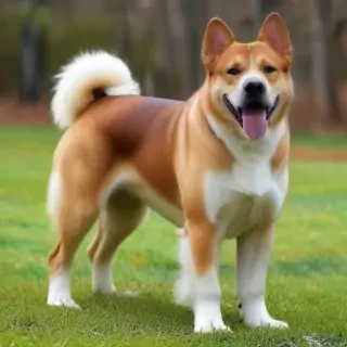 bossie dog breed