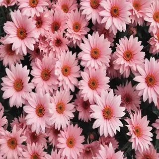 cute aesthetic wallpapers flowers