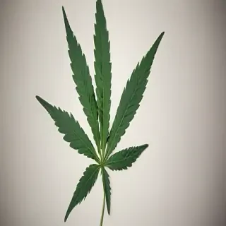 marijuana leaf