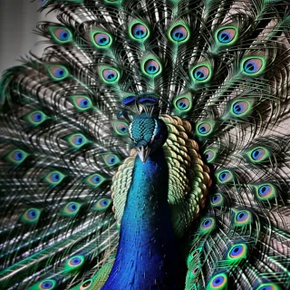 peacock black and white