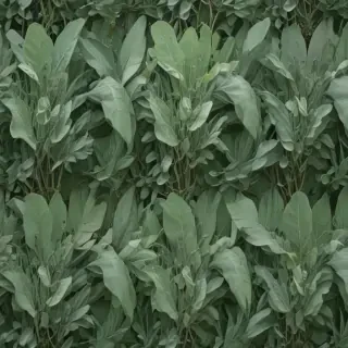 sage green aesthetic