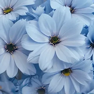 blue flower wallpaper aesthetic