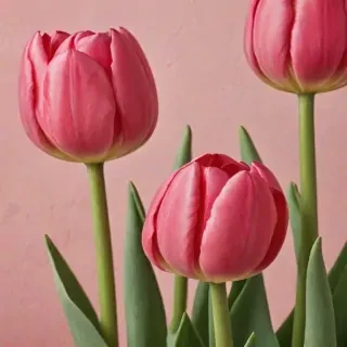 tulip iphone wallpaper
