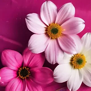 flower wallpaper iphone