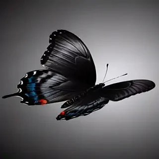 black butterfly wallpaper hd
