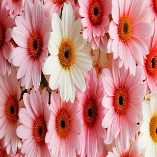 iphone wallpaper flower background