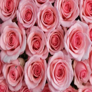 pink roses wallpaper iphone