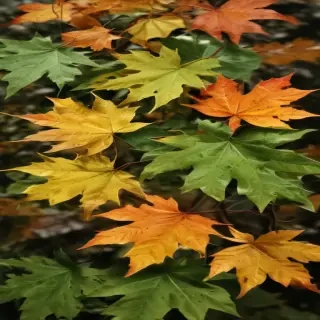 leaves transparent