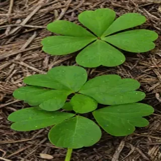 clover png