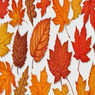 fall leaves png transparent
