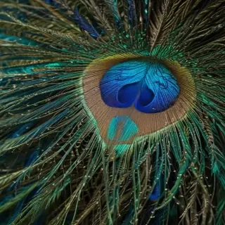 peacock feather images