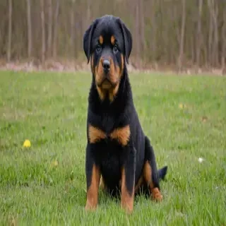 aussie rottie