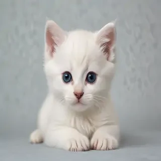 kitten wallpaper
