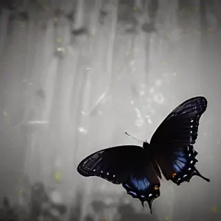 black butterfly