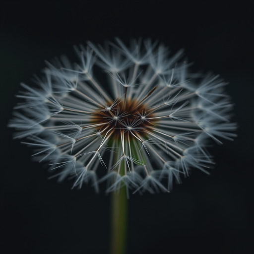 a close-up of a dandelion seed head with delicate white filaments against a dark blurred background