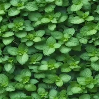 mint background