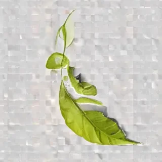 leaf png transparent