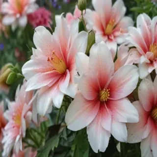 floral pc wallpaper