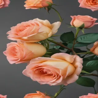rose png transparent