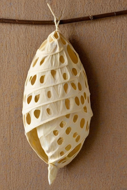butterfly cocoon png