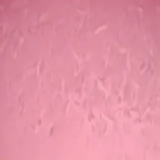 pink blank background