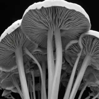 mushroom black and white