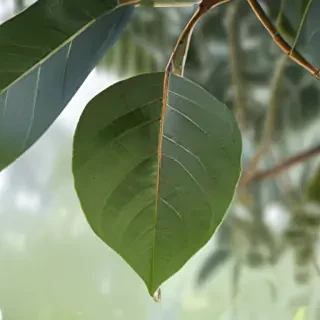 transparent eucalyptus