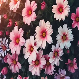 iphone background flowers