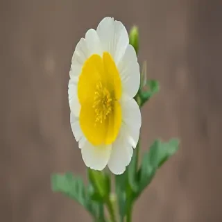 buttercup flower