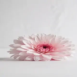 flower white background