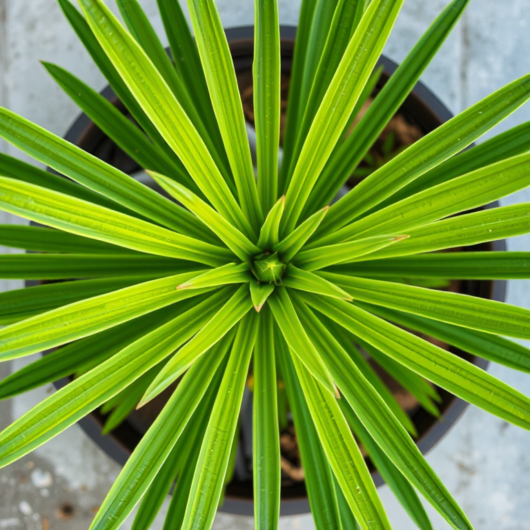 Generate a high-resolution image of a symmetrical plant with elongated green leaves radiating outward from the center, using a Canon EOS R5 with a 50mm lens, aperture at f/8, ISO 100, shot from a top-down perspective with natural lighting for enhanced details.