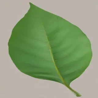 green leaf png