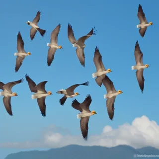 flying birds png