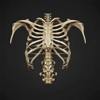 bones png