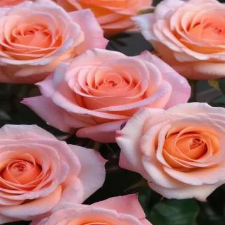 roses backgrounds