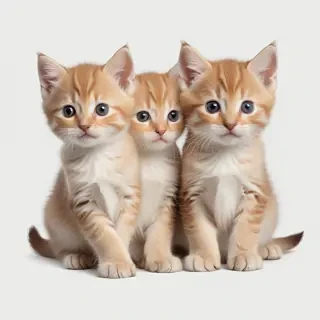 kittens transparent background