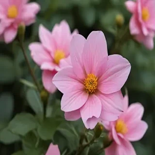 iphone flower wallpaper