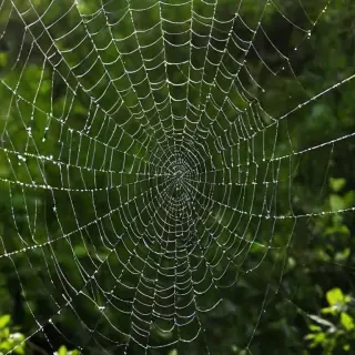 spiderweb