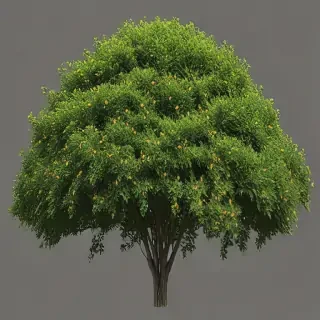 shrub png