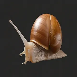 snail png