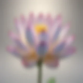 lotus png