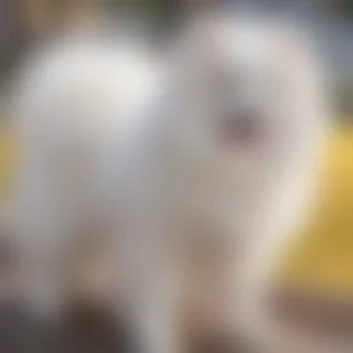 japanese spitz dog breed