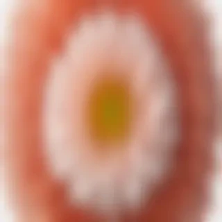 chrysanthemum png