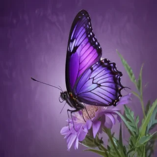 purple wallpapers butterfly