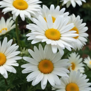 daisy desktop wallpaper