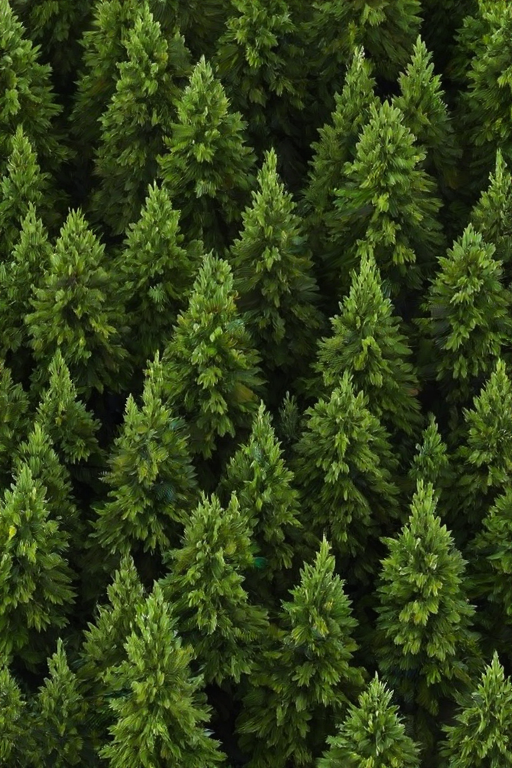 pine trees png